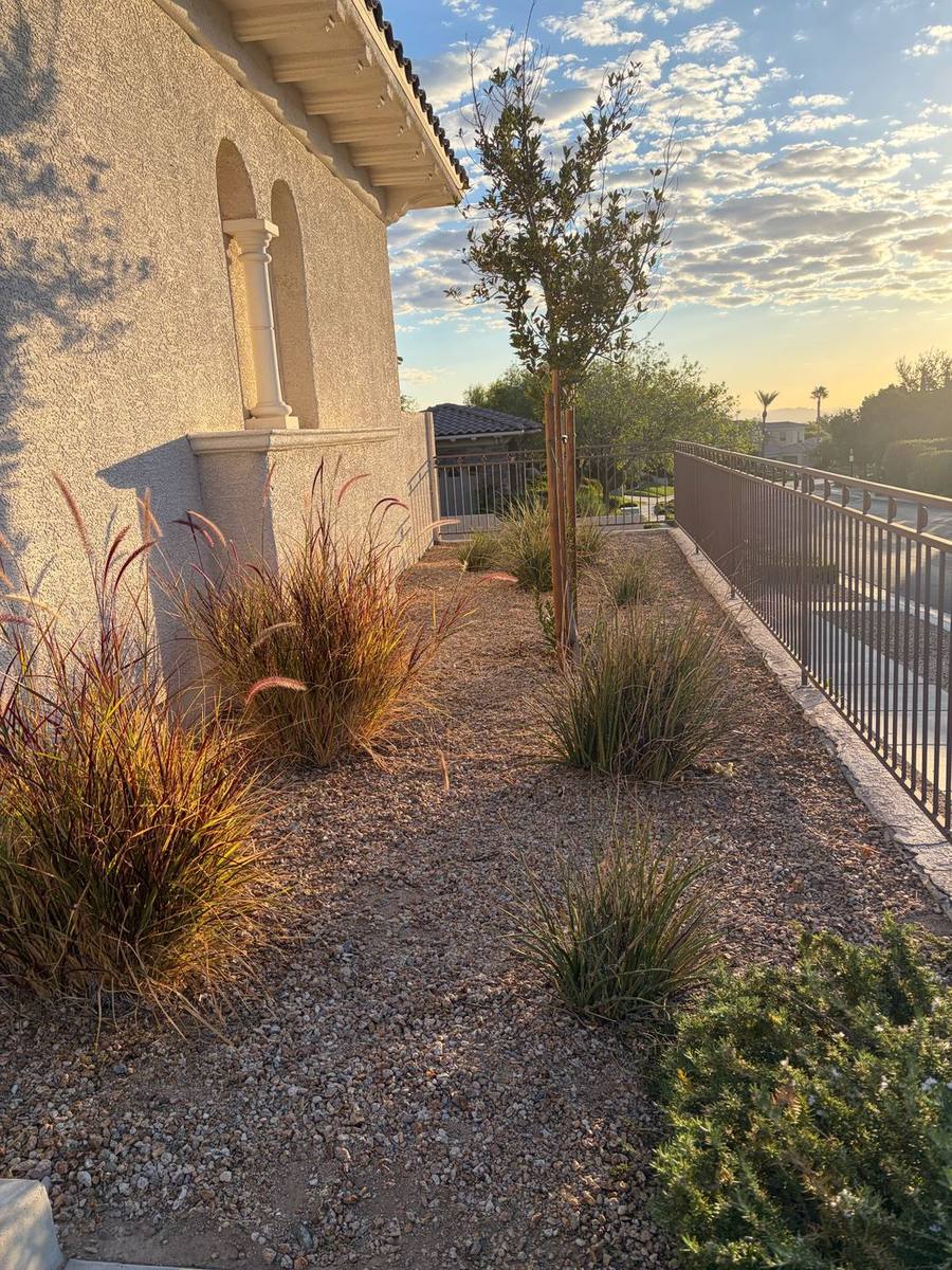 Looking down the gravel planter between house wall and dark metal fence